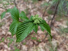 Viburnum wrightii
