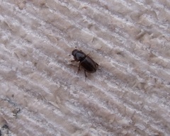 Labarrus lividus