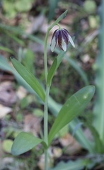 Fritillaria biflora ineziana