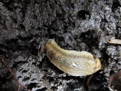 Arion fasciatus