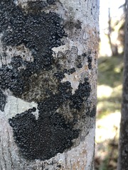 Fuscopannaria leucostictoides