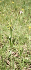 Fritillaria biflora ineziana