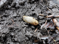Arion fasciatus
