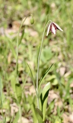 Fritillaria biflora ineziana
