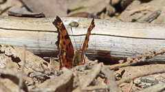 Polygonia satyrus
