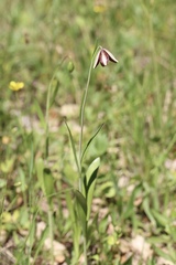 Fritillaria biflora ineziana