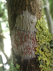 Arthonia cinnabarina
