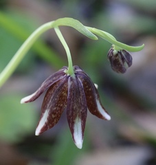 Fritillaria biflora ineziana