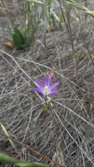 Brodiaea orcuttii