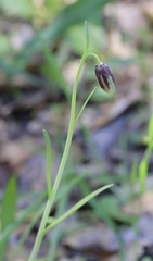 Fritillaria biflora ineziana