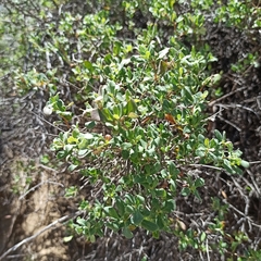 Lonicera subspicata denudata