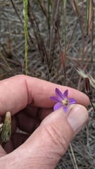 Brodiaea orcuttii