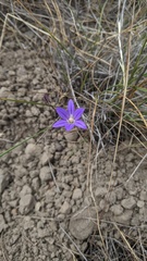 Brodiaea terrestris kernensis