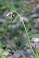 Fritillaria biflora ineziana