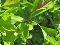 Diplazon laetatorius