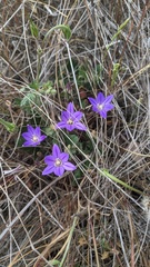 Brodiaea terrestris kernensis
