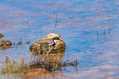 Erythrogonys cinctus