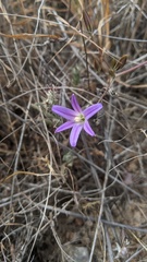 Brodiaea orcuttii