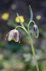 Fritillaria biflora ineziana