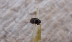 Labarrus lividus