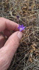 Brodiaea terrestris kernensis