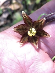 Fritillaria biflora ineziana
