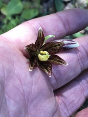 Fritillaria biflora ineziana