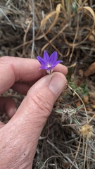 Brodiaea terrestris kernensis