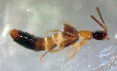 Atheta pennsylvanica