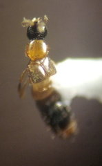 Atheta pennsylvanica