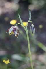 Fritillaria biflora ineziana