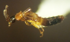 Atheta pennsylvanica