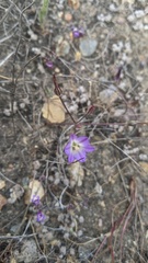 Brodiaea orcuttii