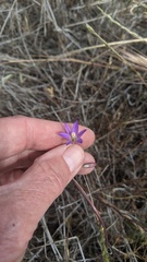 Brodiaea orcuttii