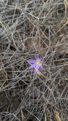 Brodiaea orcuttii