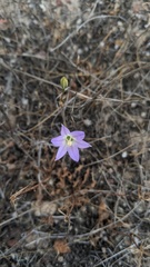 Brodiaea orcuttii