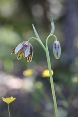 Fritillaria biflora ineziana