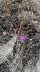 Brodiaea orcuttii