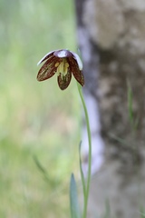 Fritillaria biflora ineziana