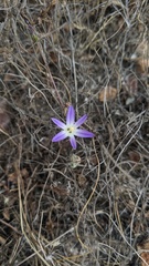 Brodiaea orcuttii