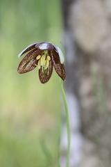 Fritillaria biflora ineziana