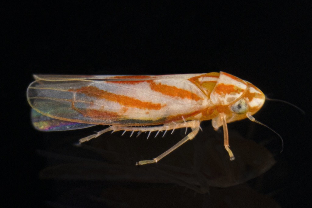 Erythridula hamata