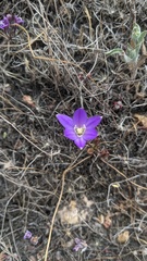 Brodiaea terrestris kernensis