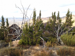 Widdringtonia wallichii