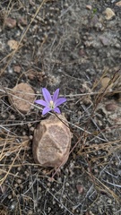 Brodiaea orcuttii