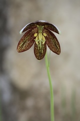 Fritillaria biflora ineziana