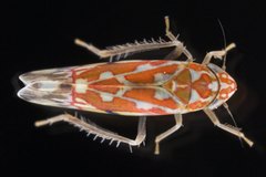 Erythroneura rubra