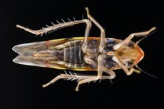Erythroneura rubra