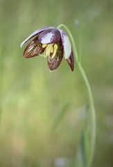 Fritillaria biflora ineziana