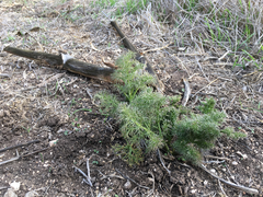 Ferula